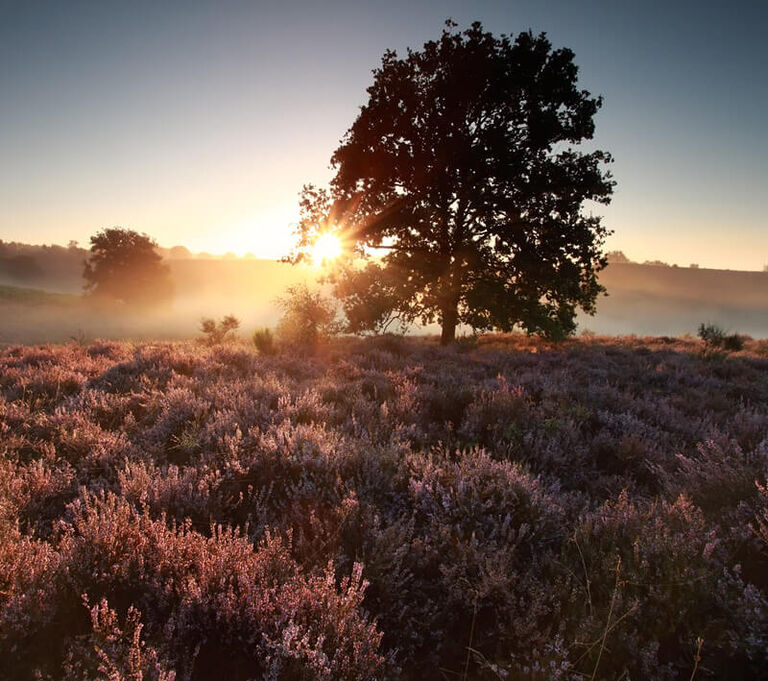 Nature Nature