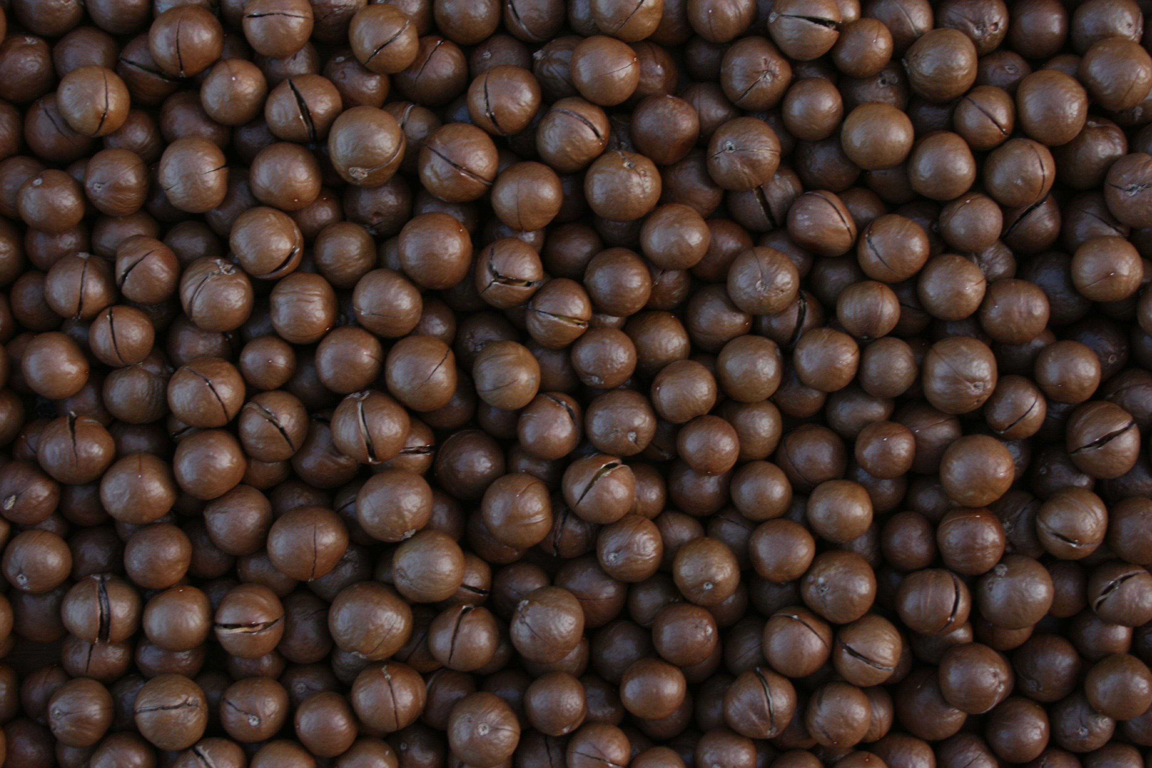 Macademia