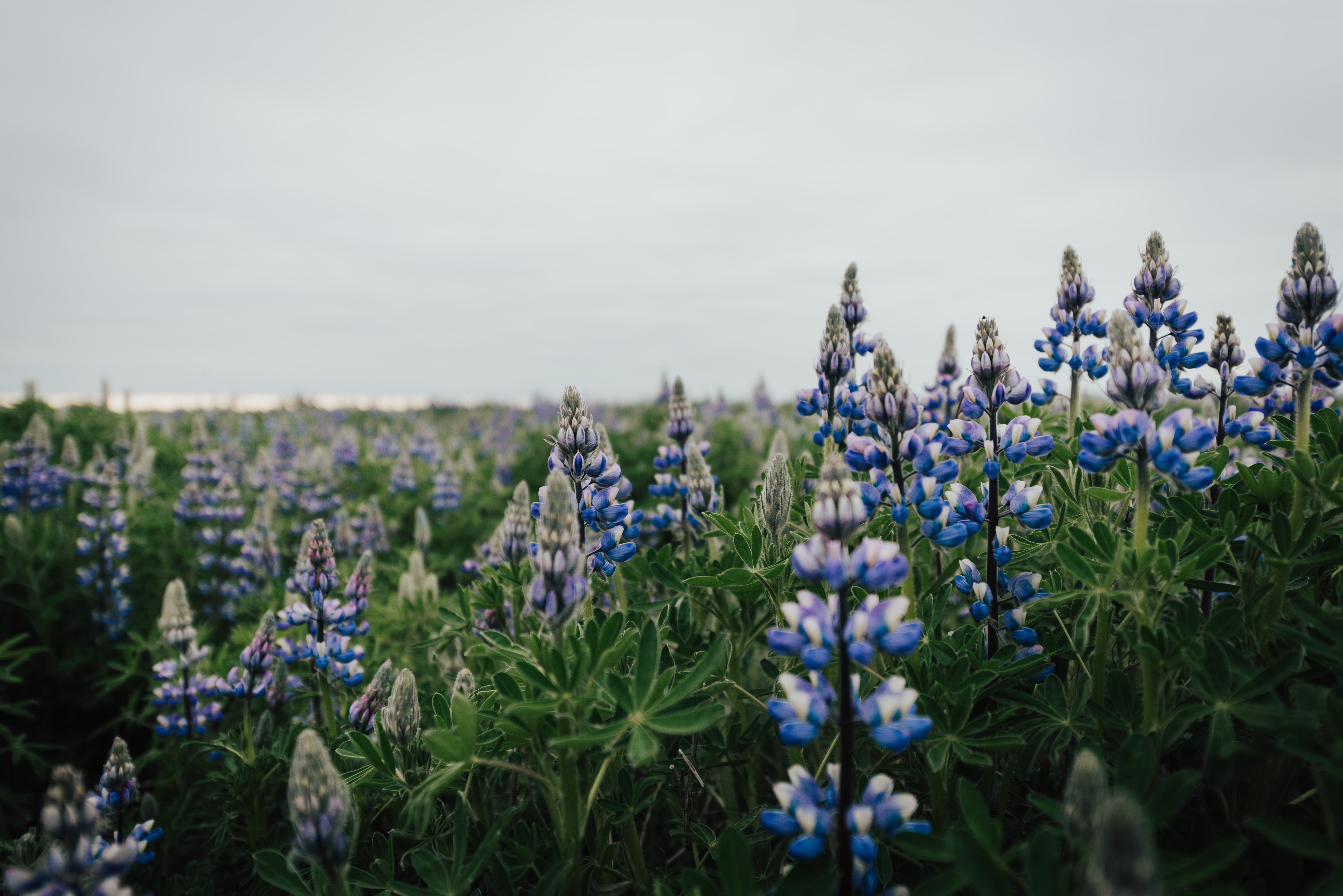 Lupin