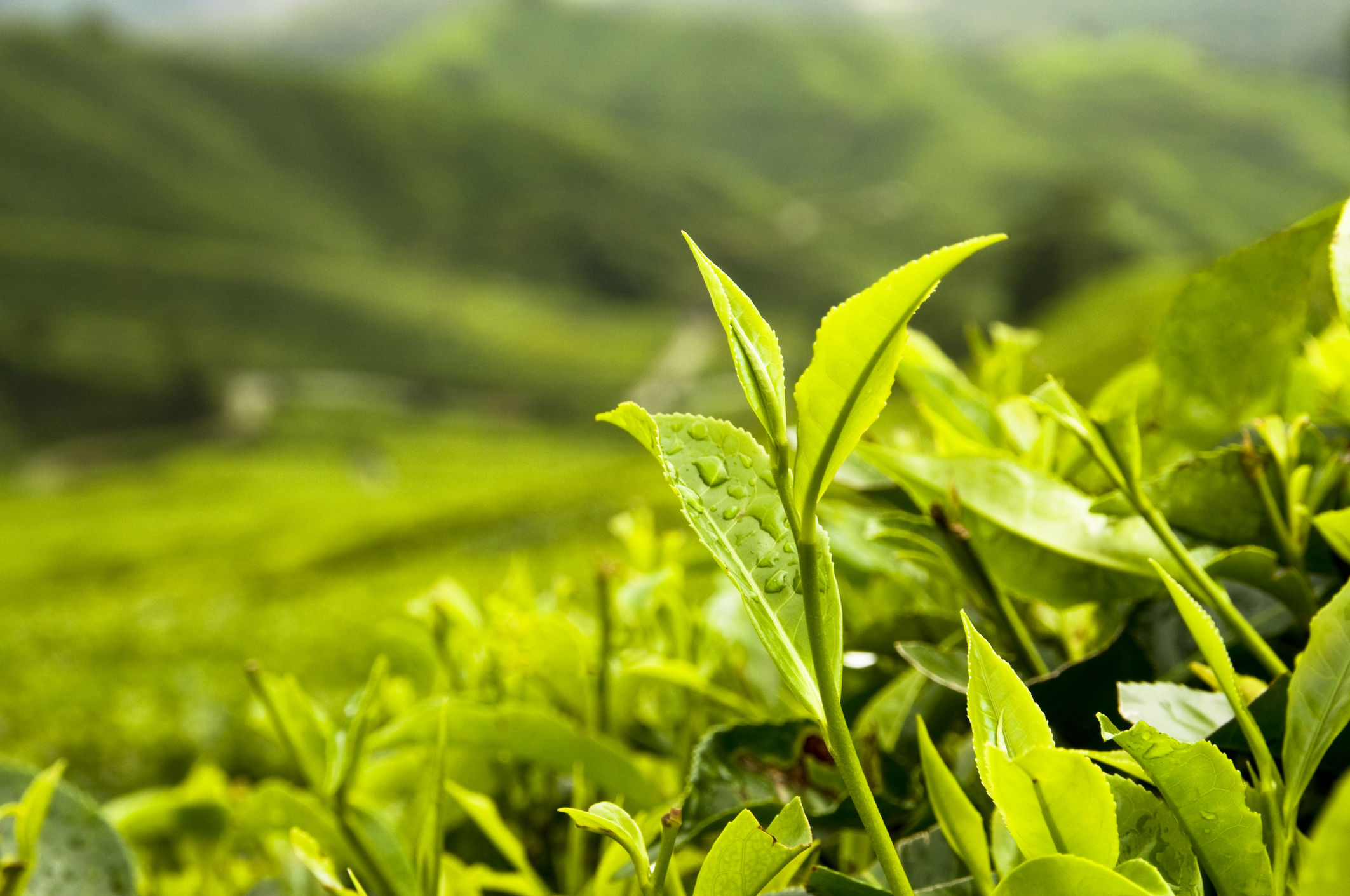 Чайная листва. Чайные плантации. Те Гуань Инь. Зеленый чай. Листья чая. Зеленый чай листья.